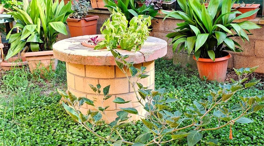 GIARDINO