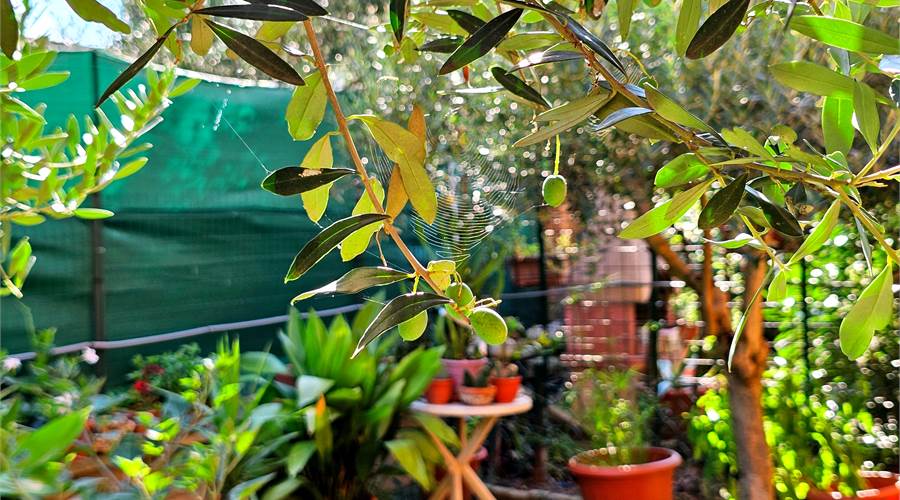 GIARDINO
